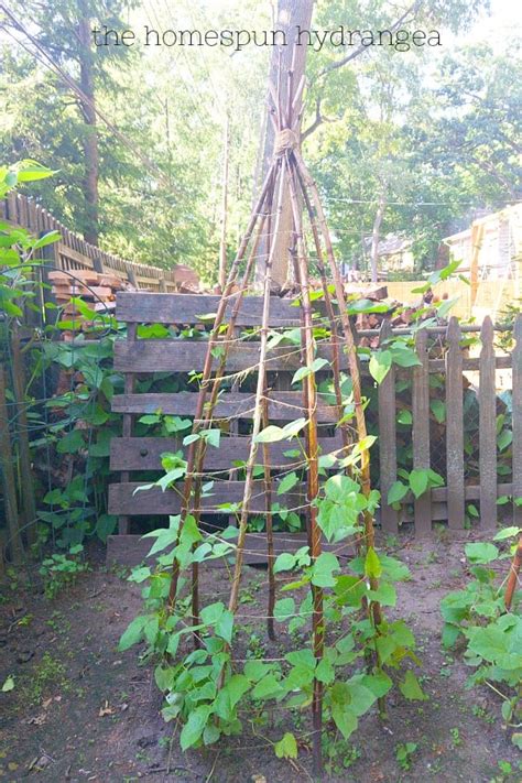 Diy Green Bean Trellis Diy Bean Trellis Better Homes Gardens