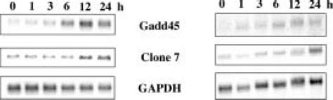 Northern Analysis Of Gadd And Clone The Genes Differentially