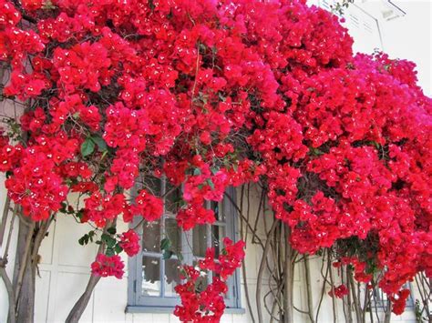 Trepadeiras Flor Para Cobrir Muros Cercas Treli As E P Rgolas