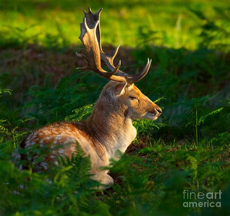 Fallow Deer Buck 2 Photograph By Louise Heusinkveld Fine Art America