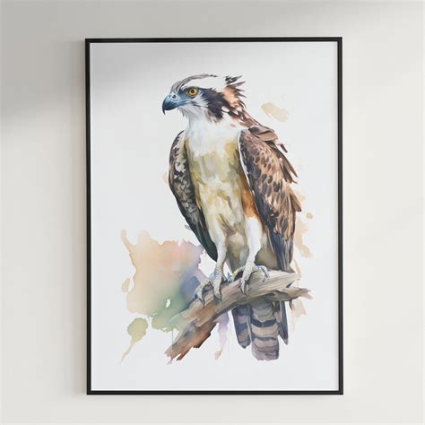 Osprey Watercolor Wall Decor Watercolor Osprey Wall Art Airbnb Bird