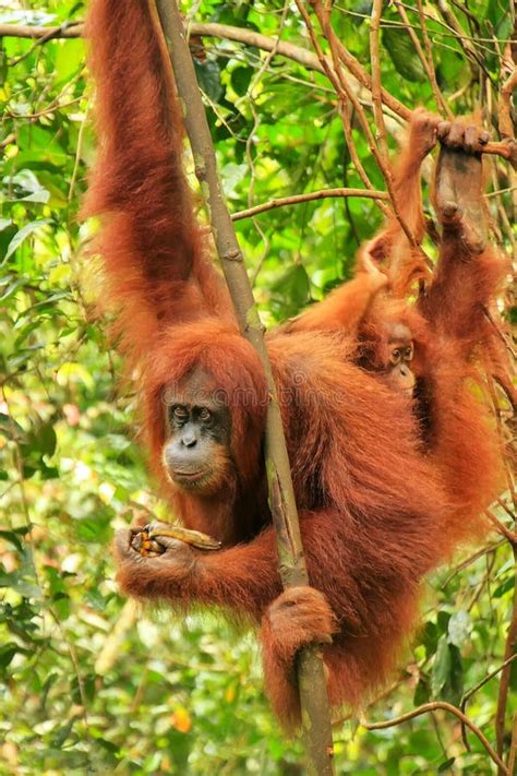 Female Sumatran Orangutan With A Baby Hanging In The Trees Gunung