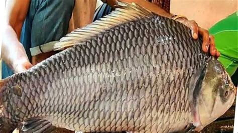 Kg Huge Catla Fish Cutting Skills Amazing Cutting Skills Youtube