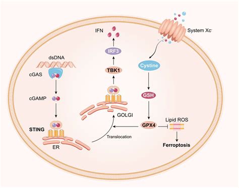 Interactions Between The Cgassting Pathway And Ferroptosis Loss Of