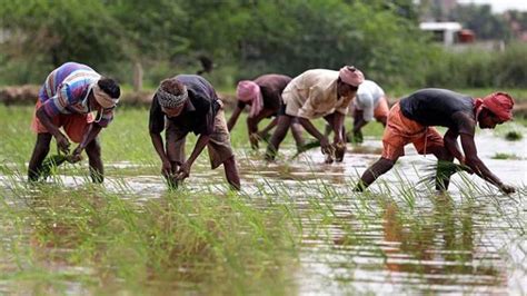 Gap In Kharif Sowing Narrows To 4 Paddy Area Deficit Now 10 In 2023