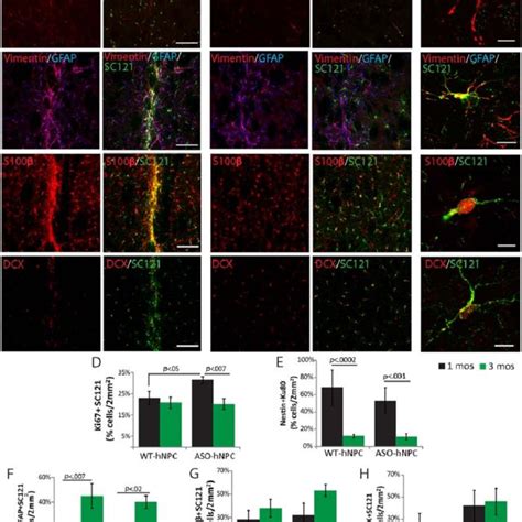 Human Neural Progenitor Cells Npcs Engraft And Migrate Throughout The