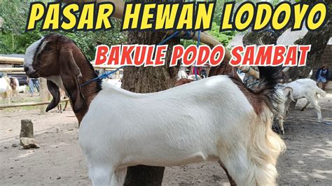 Update Harga Kambing Hari Ini Di Pasar Hewan Lodoyo Blitar Jum At