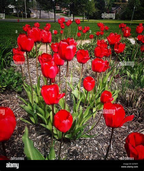 Hermosas Flores Rojas Stock Photo Alamy