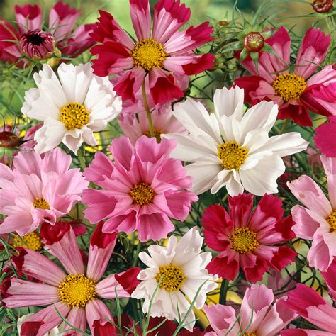 Drought Tolerant Cosmos Bipinnatus Sea Shells Garden Flower Seed Mix