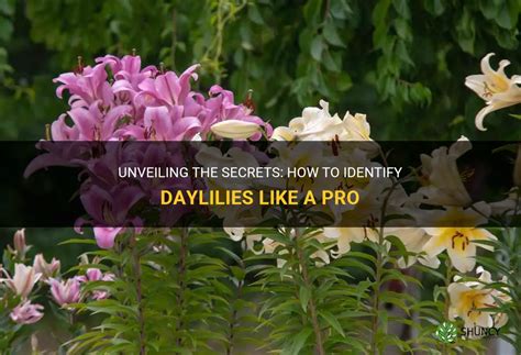 Unveiling The Secrets How To Identify Daylilies Like A Pro Shuncy