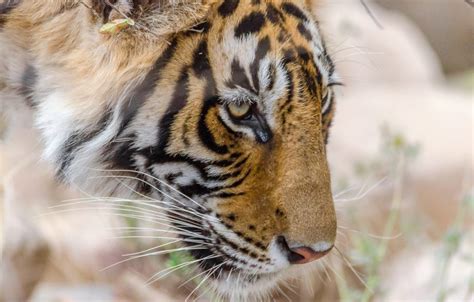 Tigers And The Taj Indian Wildlife Safaris