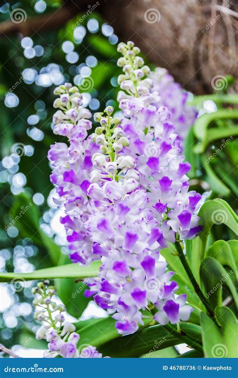 Beautiful Bouquet of Purple Orchids Stock Photo - Image of closeup ...