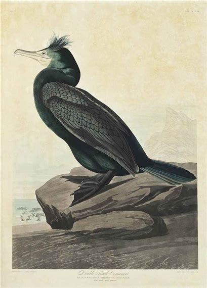 John James Audubon Double Crested Cormorant Phalacrocorax Dilophus