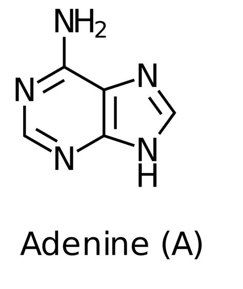 Adenine Definition