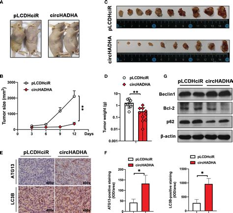 Frontiers Circhadha Augmented Autophagy Suppresses Tumor Growth Of