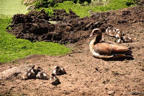 Egyptian Goose with babies Photograph by Adam Romanowicz