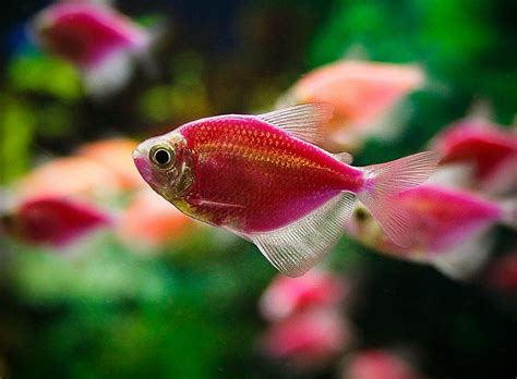 GloFish: 7 Stunning Varieties and Bright Colors You Must See