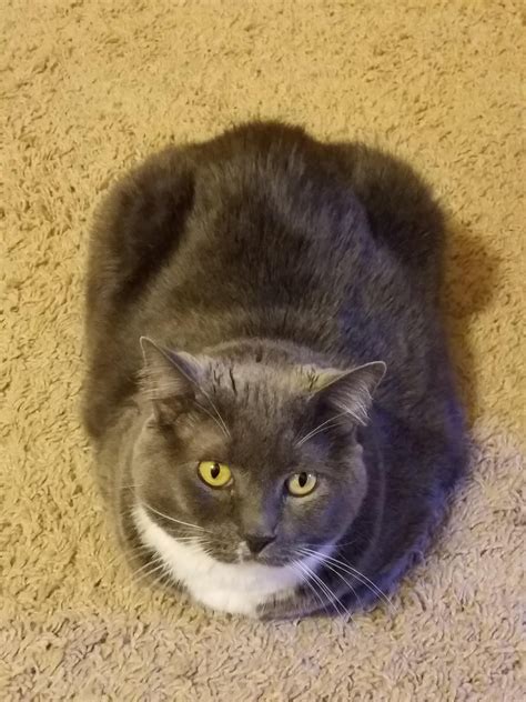 1010 Loaf Form Cats Animals Loaf