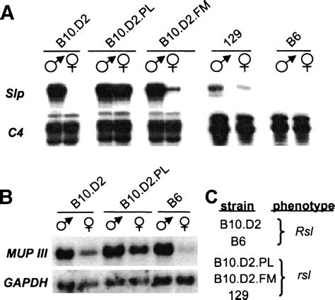 Regulator Of Sex Limitation Rsl Encodes A Pair Of Krab Zinc Finger