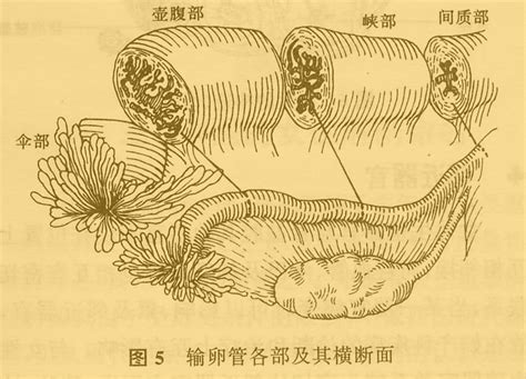 输卵管 快懂百科