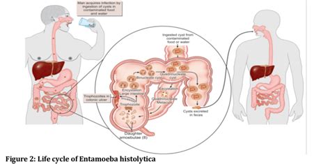 Entamoeba Histolytica A Trophozoite B Precystic Stage C Download Scientific Diagram