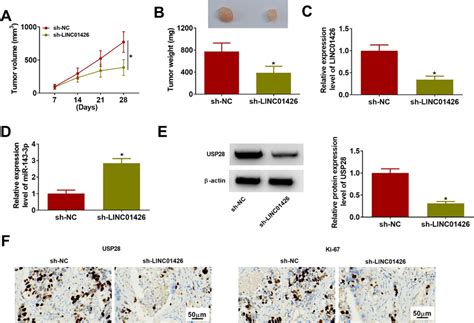 Silencing Of Linc01426 Repressed Nsclc Tumor Growth In Vivo A The Download Scientific Diagram