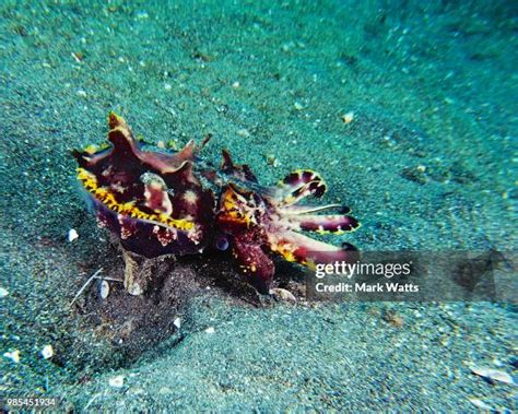 120 Flamboyant Cuttlefish Stock Photos, High-Res Pictures, and Images - Getty Images