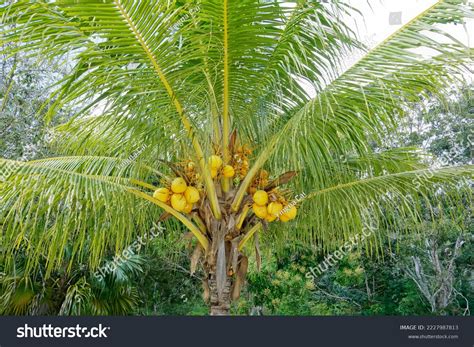 Close King Coconut Cocos Nucifera Var Stock Photo Shutterstock