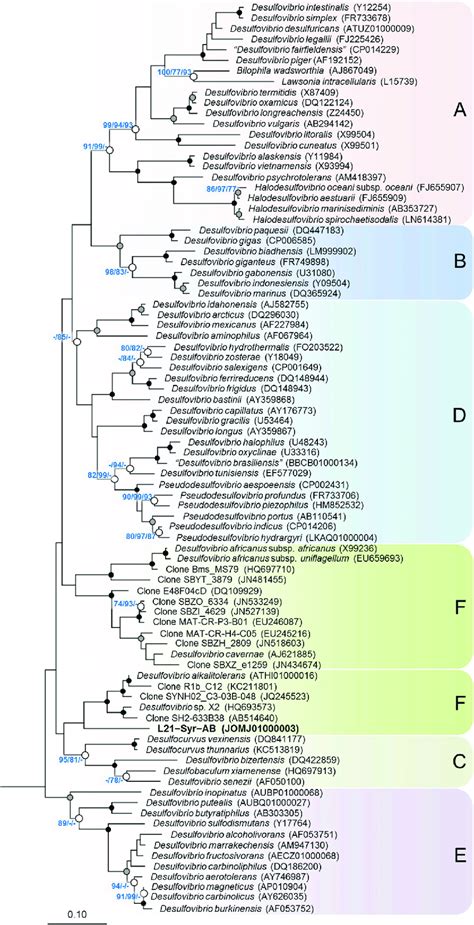 Phylogenetic Tree Inferred From 16s Rrna Gene Sequences Showing The Download Scientific