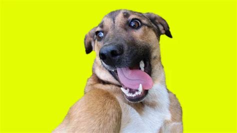 Funny dog profile Stock Photos, Royalty Free Funny dog profile Images ...