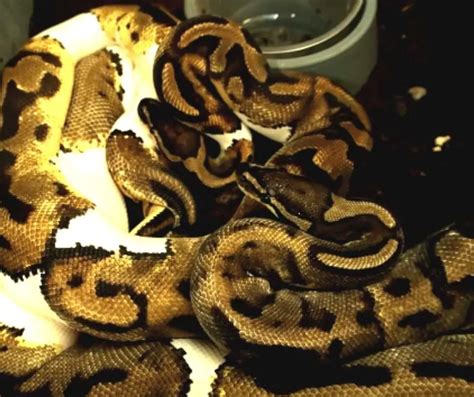 Ball Python Breeding: The Complete Guide