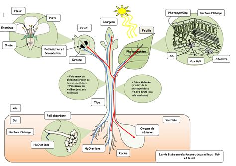 schéma bilan nutrition et organisation des végétaux