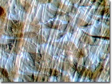 Molecular Expressions Science Optics You Olympus Mic D Butterfly