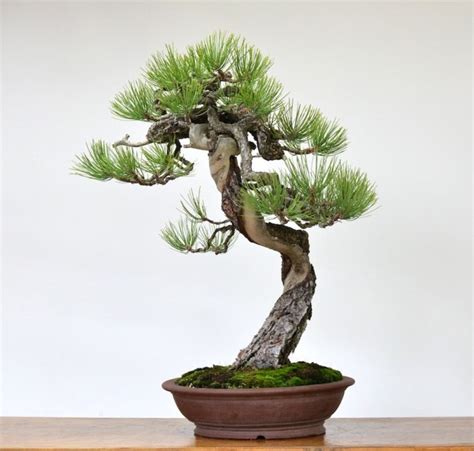 Bonsai Beringin Korea Dalam Pot Aneka Ragam Bentuk Bonsai