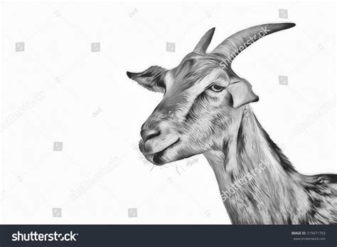 Drawing Goats Black White Portrait 스톡 일러스트 219471793 Shutterstock