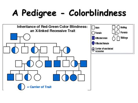 Sex Linked Traits Presentation Biology