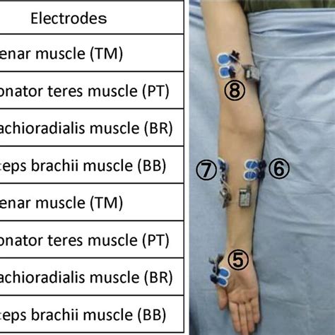 Placements Of Surface Emg Electrodes Electrodes Were Placed On