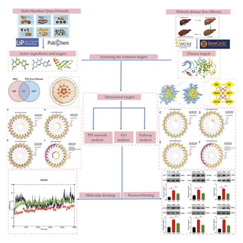 Schematic Diagram Of The Network Pharmacology Approach To Explore The