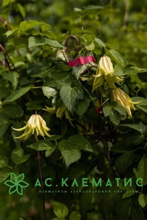 Купить Клематис Голден Сюрпрайз (Golden Surprise) — АС-Клематис