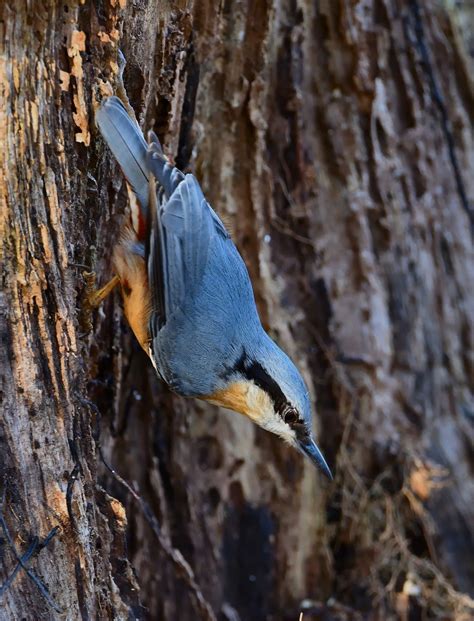 Nuthatch Bird Watching - Free photo on Pixabay - Pixabay