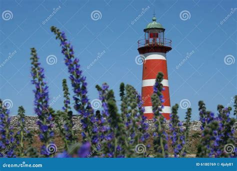 Lighthouse With Violet Flowers Stock Image Image Of Beautiful