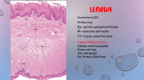 Tejido Muscular Histologia Anatomia Macroscopica Anatomia Y Images