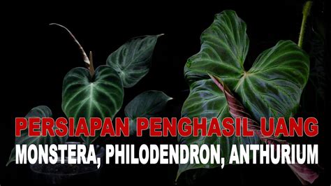 Cara Mudah Dan Simpel Cangkok Akar Monstera Philodendron Epipremnum