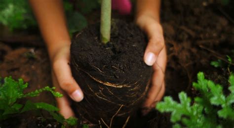 Derechos Humanos Y Medioambiente Programa De Las Naciones Unidas Para