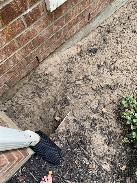 creature  burrowed   house