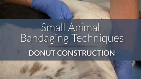 Module 1 Bandaging Small Animal Bandaging Techniques Donut