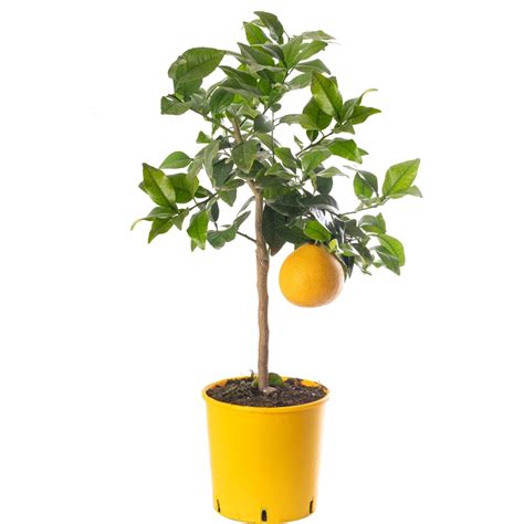 Grapefruit Tree | Garden Citrus Fruit Tree | Free UK Delivery Over £50