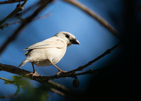 Foto Pardal Passer Domesticus Por Rosi Oliveira Wiki Aves A