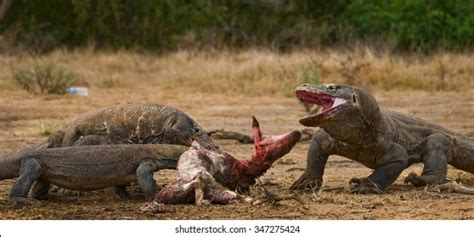 Komodo Dragon Eat Their Prey Indonesia Stock Photo Shutterstock