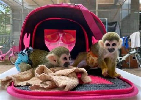 Best Male Squirrel Monkey For Sale Canada And Usa